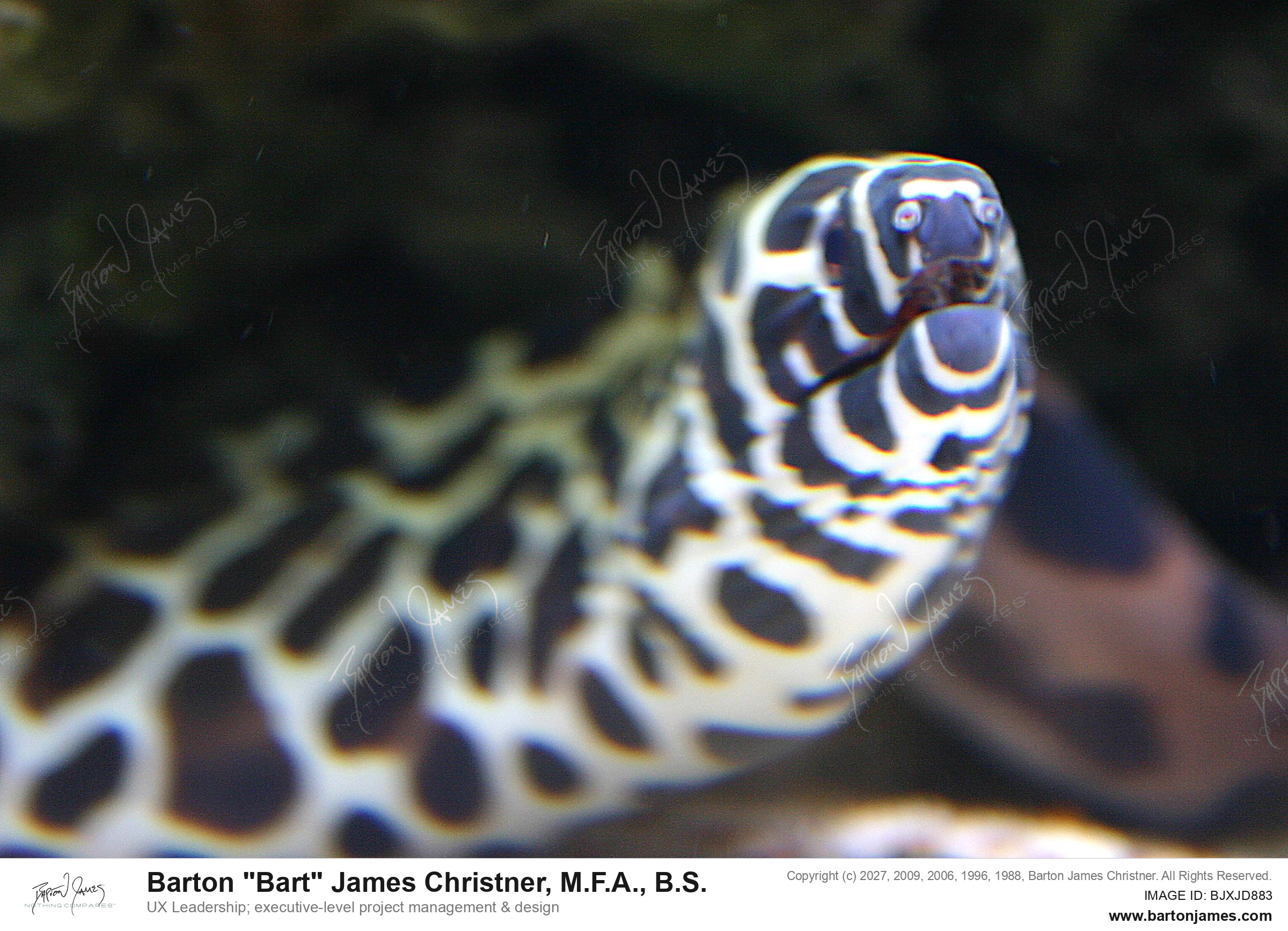 20051027 WILDLIFE ARTWet Pets Animals IMG1554 PHOTO