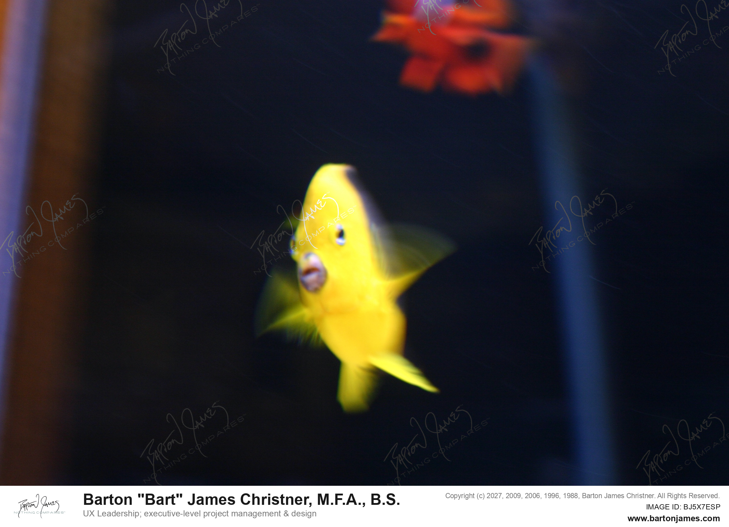 20051027 WILDLIFE ARTWet Pets Animals IMG1782 PHOTO