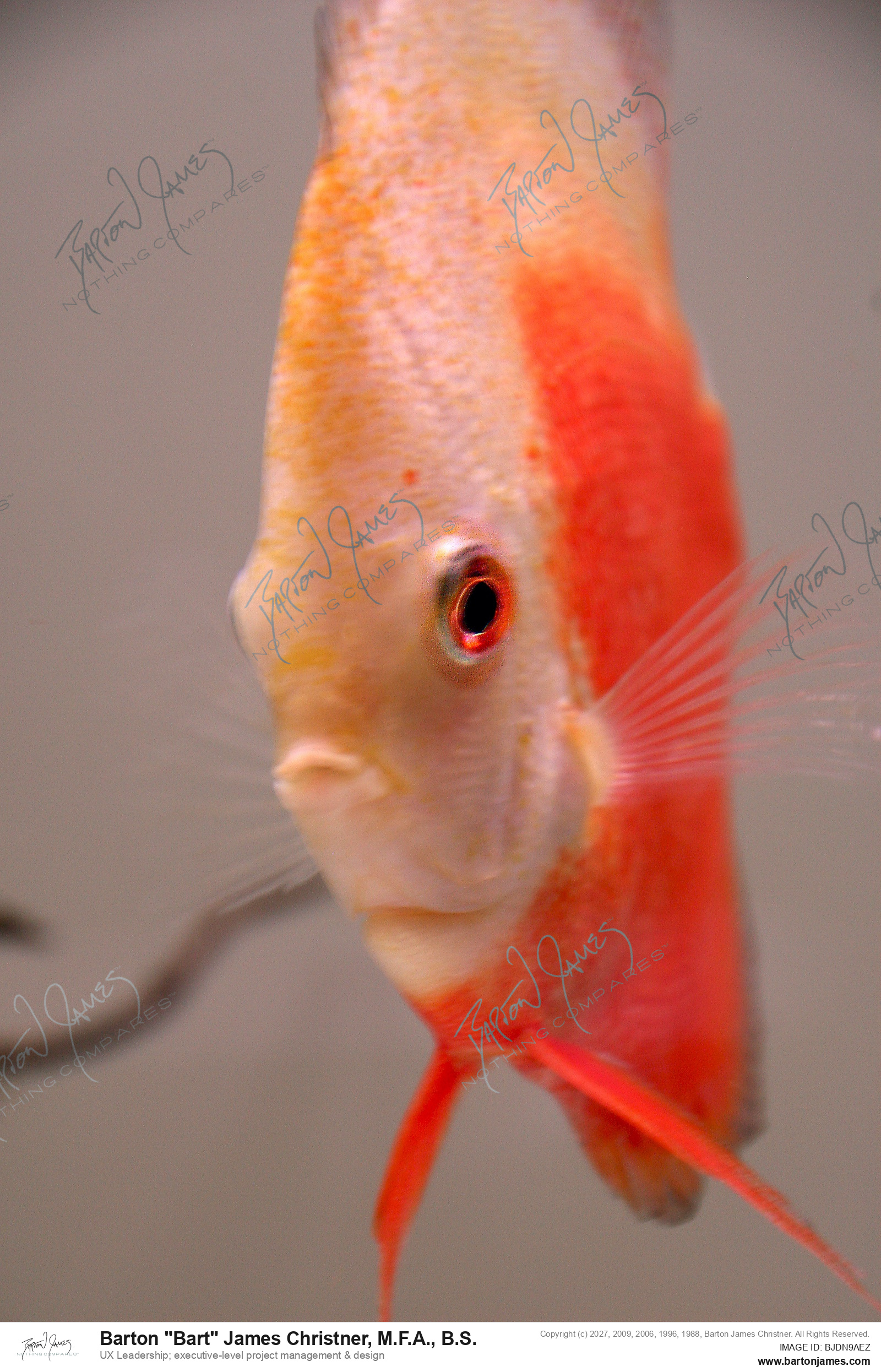 20140723 WILDLIFE Wet Pets Aquatic IMG2843 PHOTO