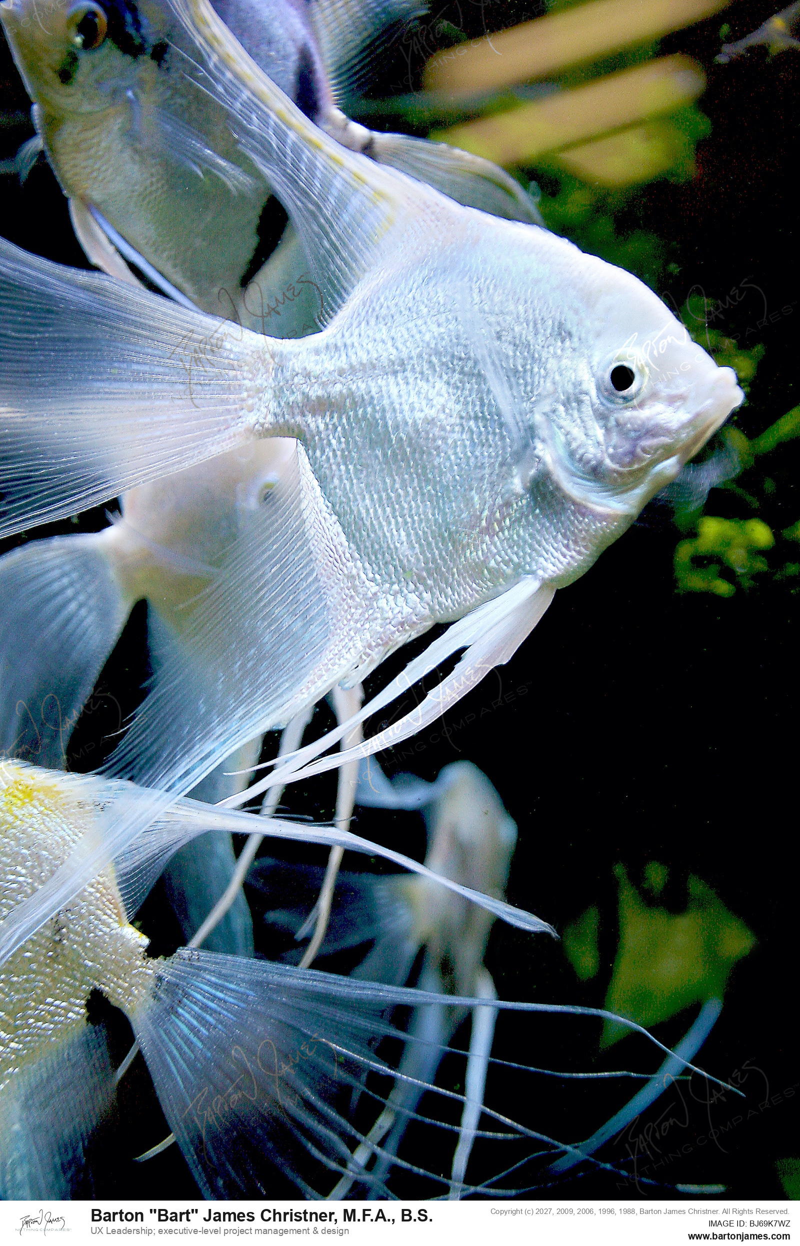20140723 WILDLIFE Wet Pets Aquatic IMG2869 PHOTO
