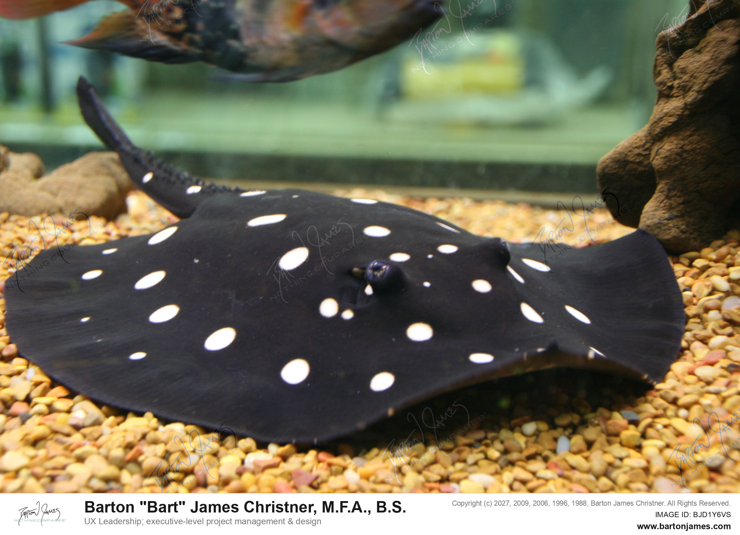 20140723 WILDLIFE Wet Pets Aquatic IMG2891 PHOTO