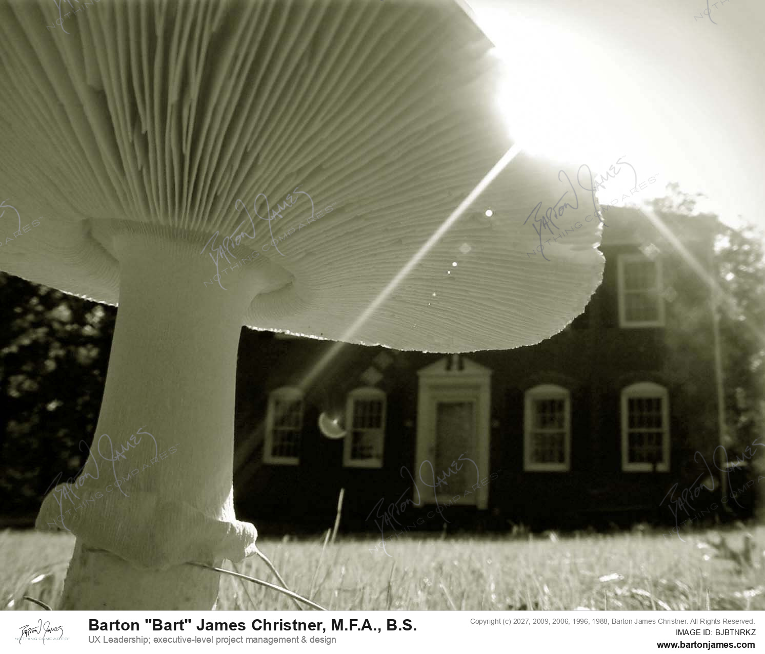 20030201 G0Px Lone Shroom PHOTO