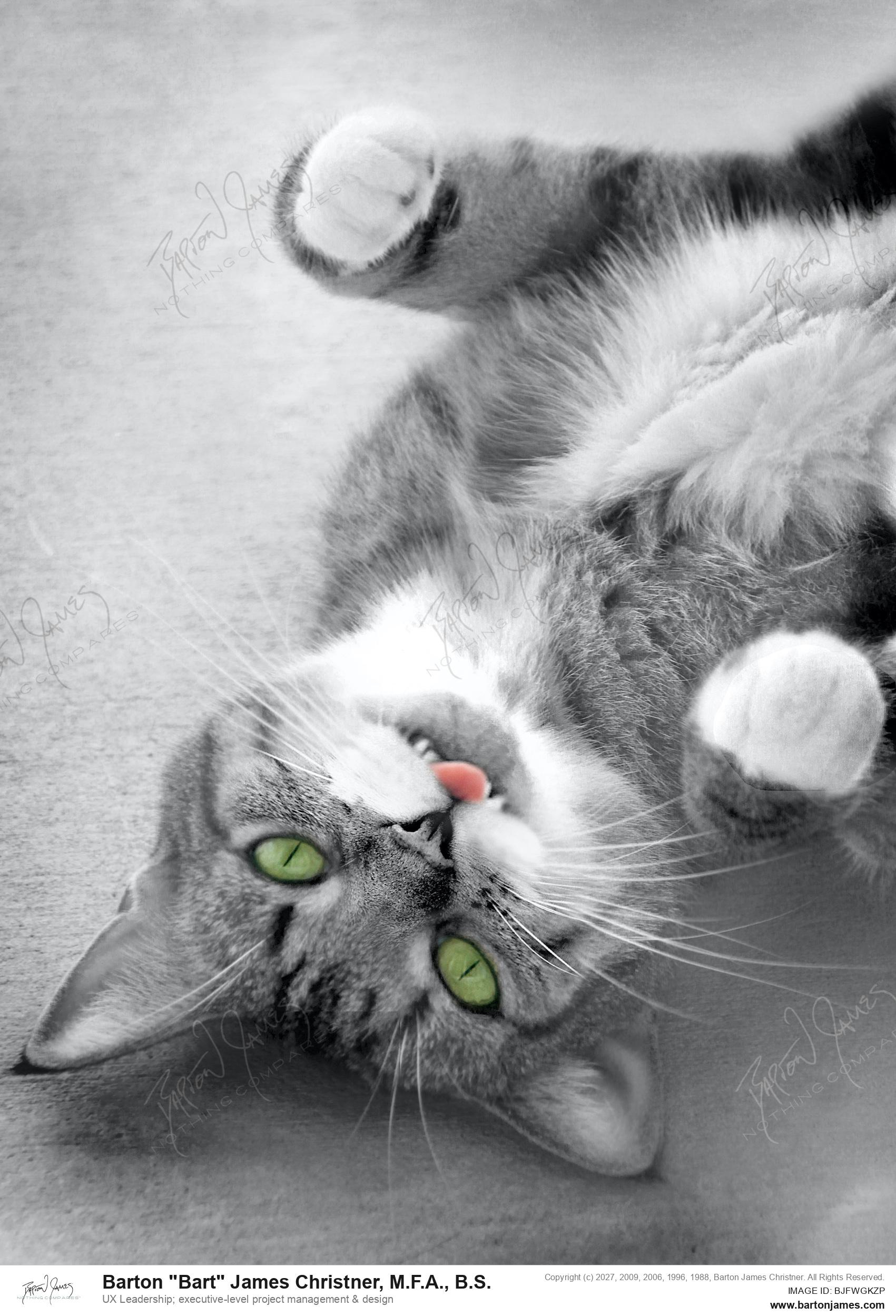 20100909 PET 269Perfect Cat Sugar Upside Down PHOTO