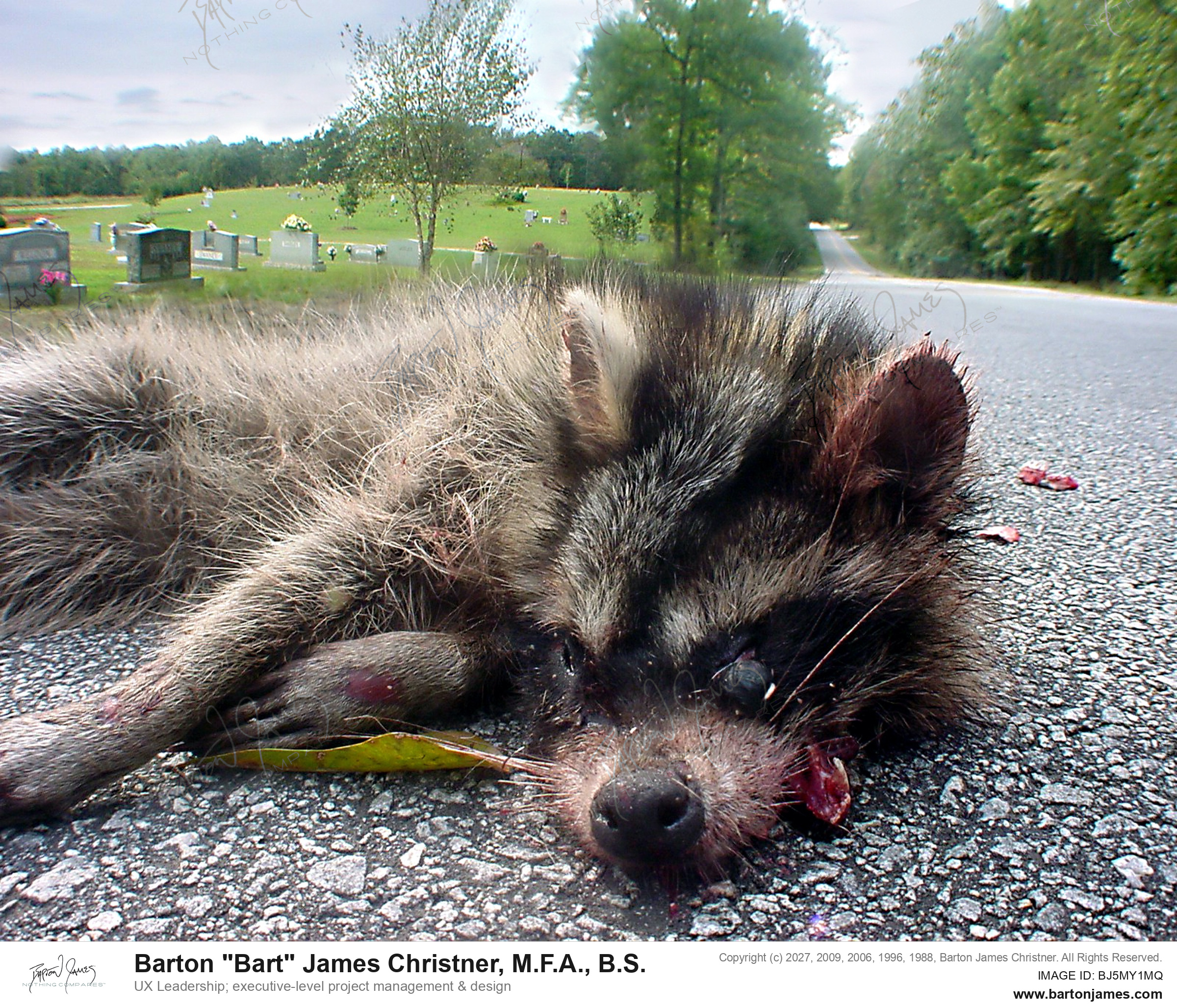 20030201 G0Px Raccoon Toll PHOTO