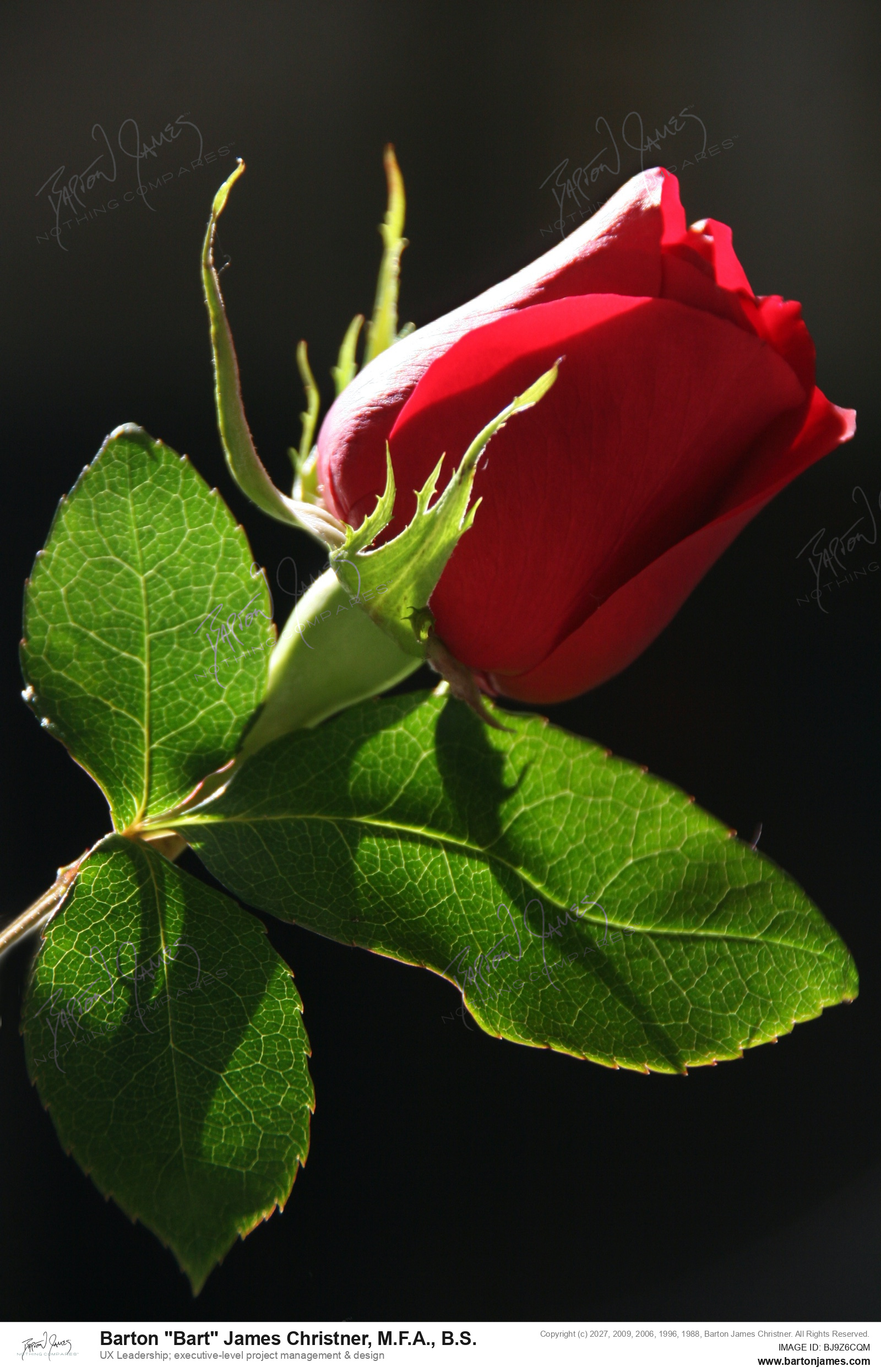 20091025 FLORAL 269Perfect Roses Backlit PHOTO