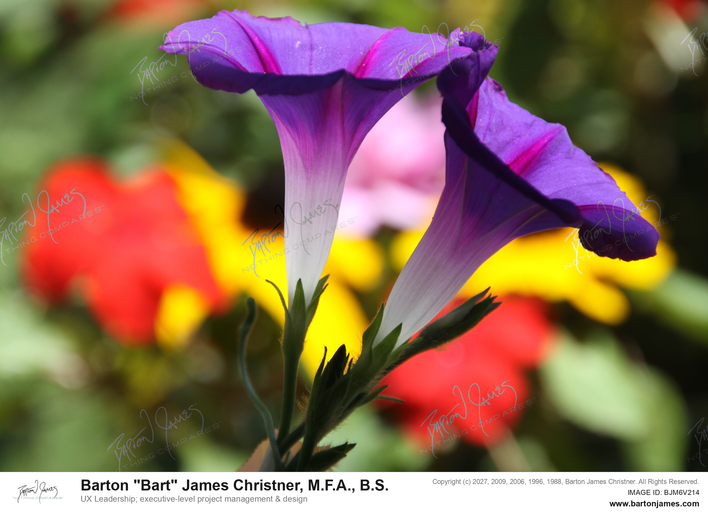 20100819 FLORAL Tappan Morning Glory Mix PHOTO