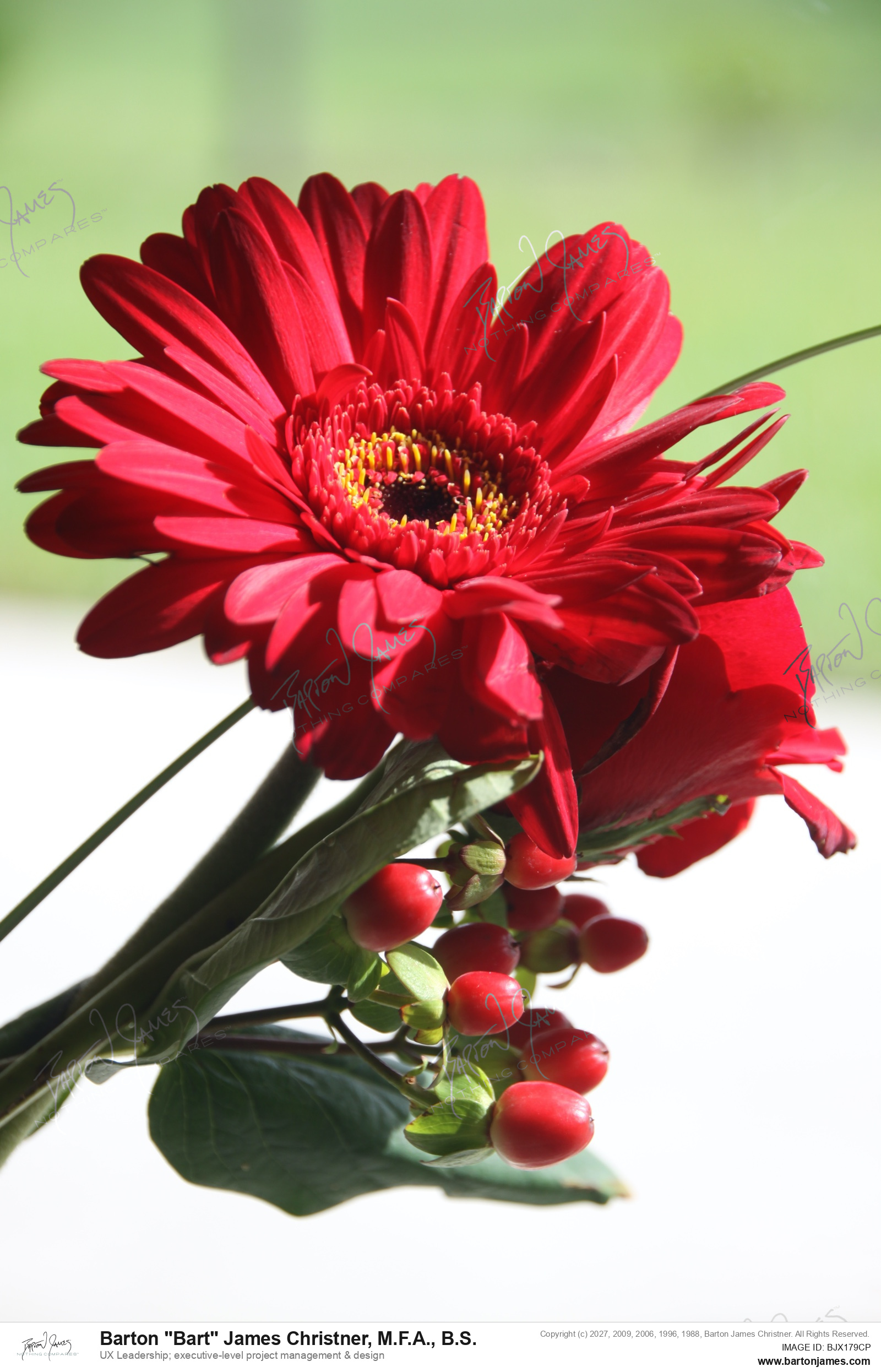20100909 FLORAL IMG 2580 PHOTO