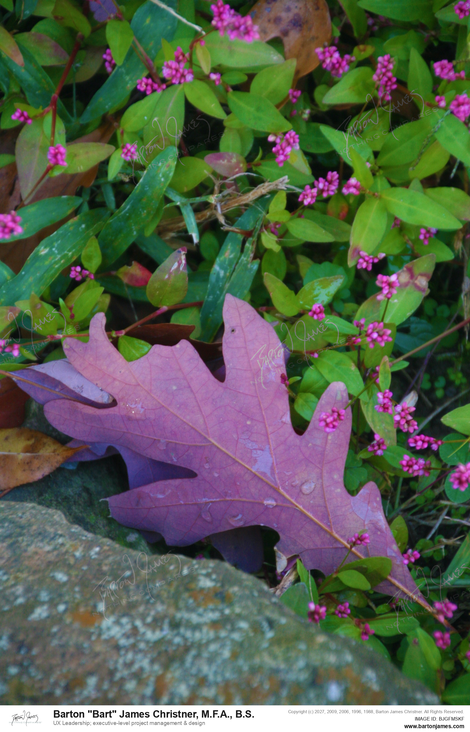 20121006 FLORAL CDAPurple Oak And Flower Against Green PHOTO