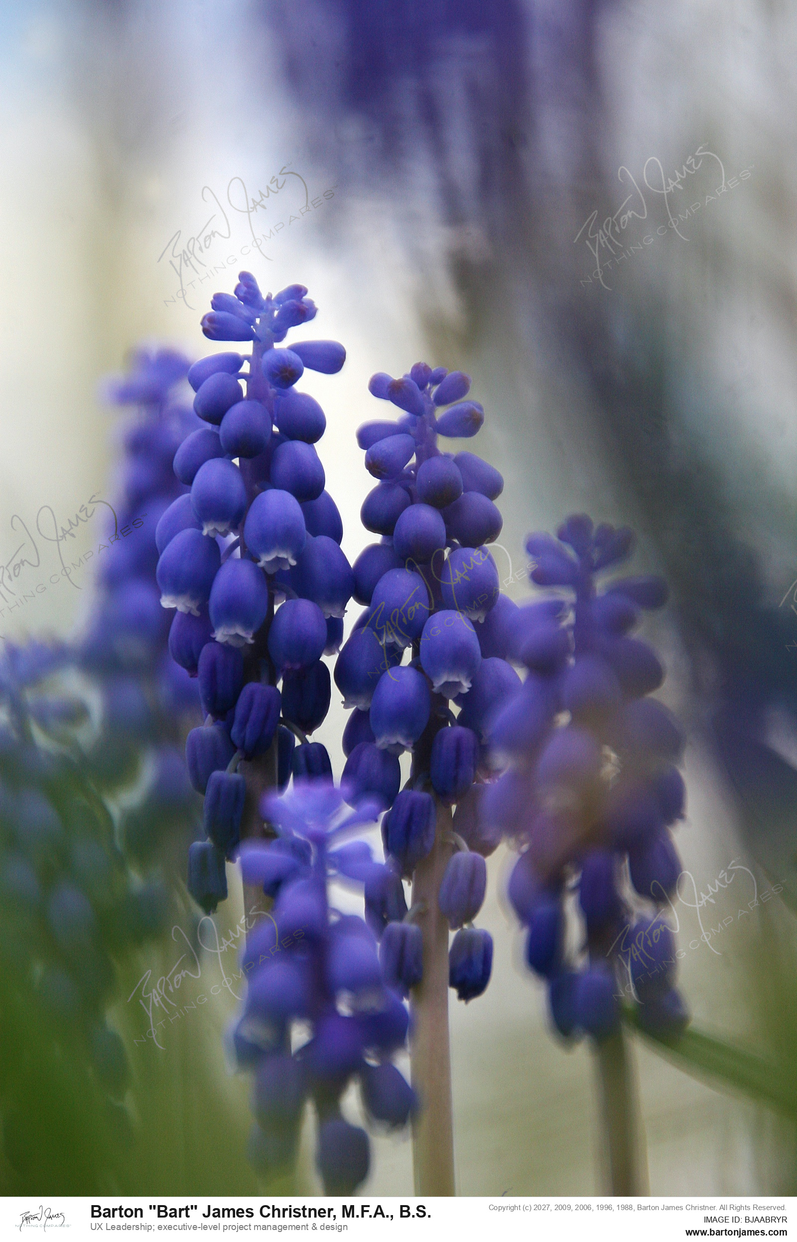 20130420 FLORAL CDABlue Bell Hyacynth Arrangements IMG3805 PHOTO