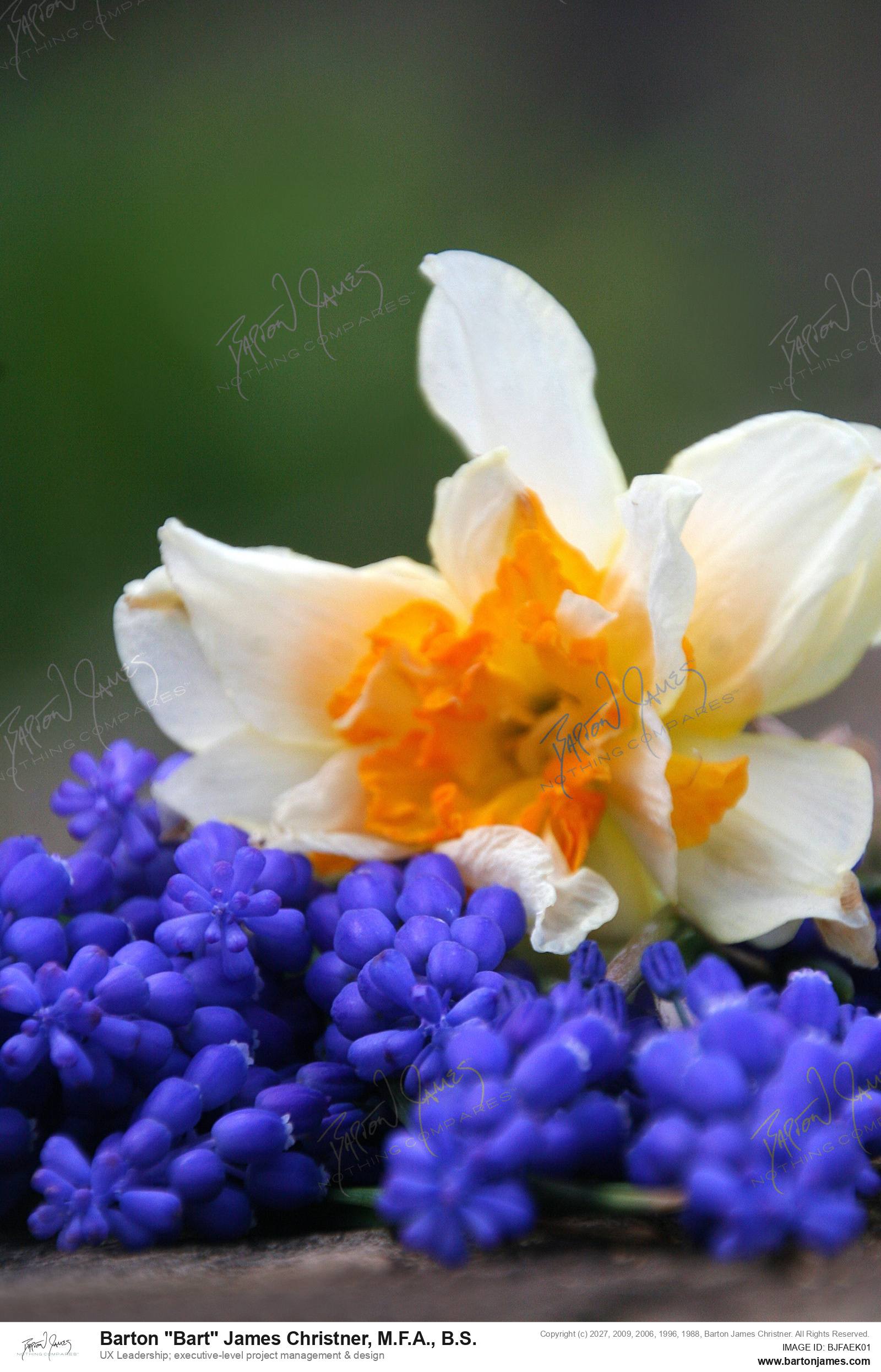20130420 FLORAL CDABlue Bell Hyacynth Arrangements IMG4003 PHOTO