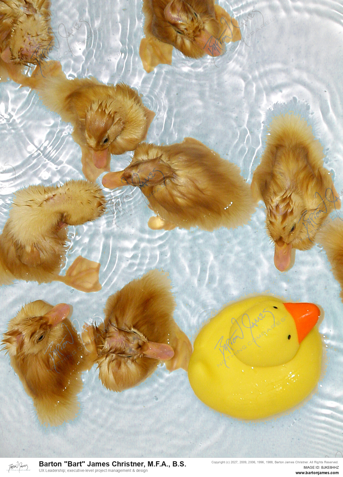 20040712 WILDLIFE ARTHHDuck Hatchlings DSC05214 PHOTO