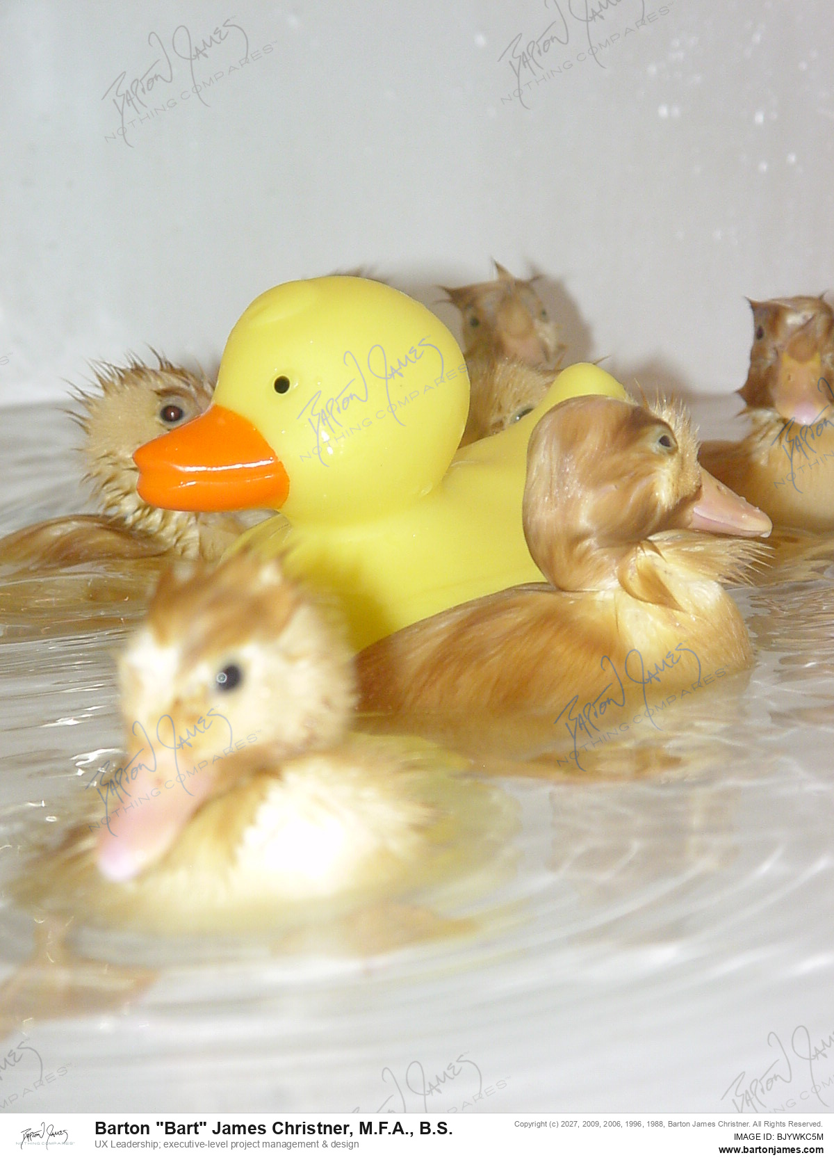 20040712 WILDLIFE ARTHHDuck Hatchlings DSC05254 PHOTO
