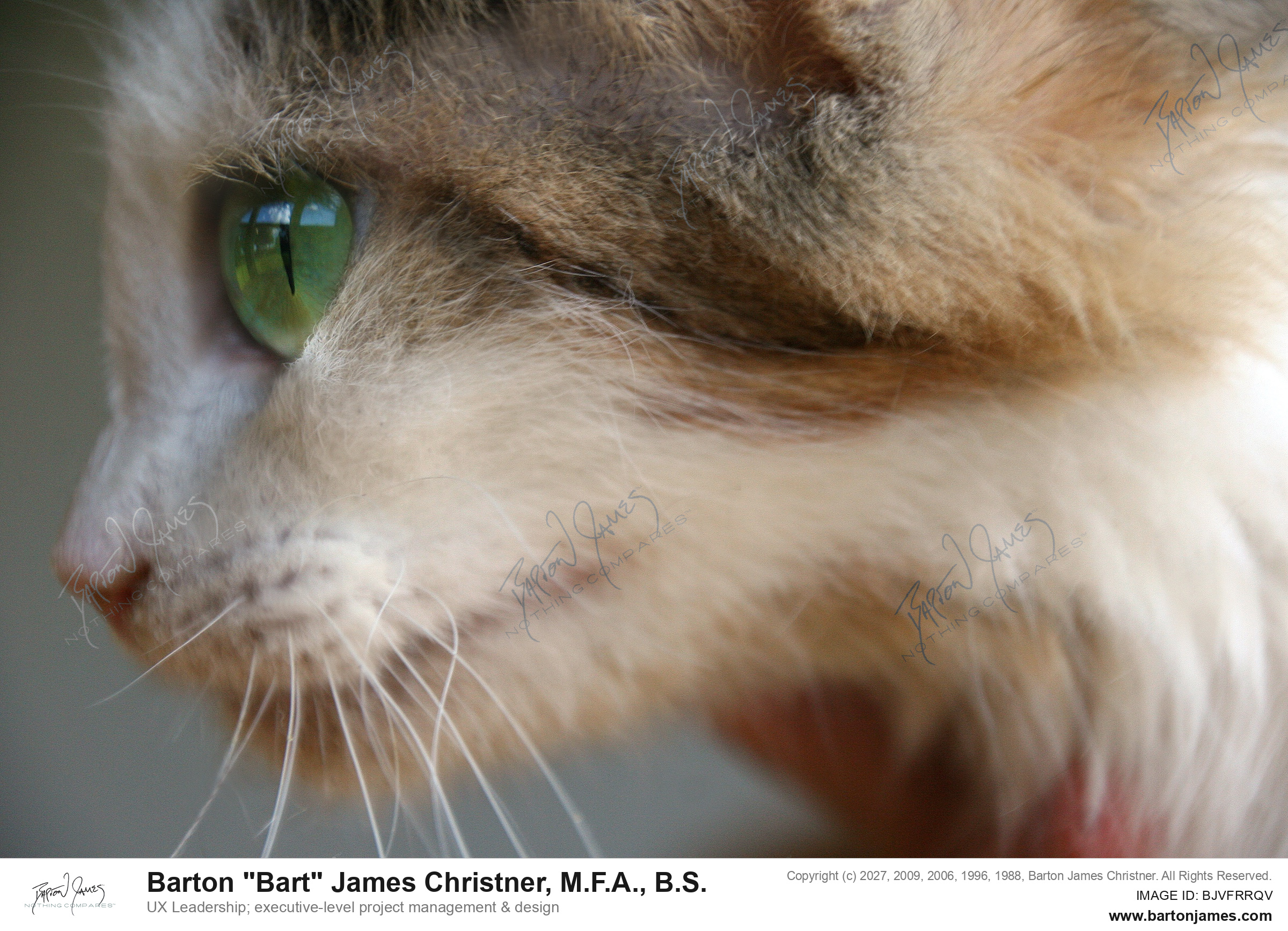 20110729 PET Felicity Feline Ascher Jane Tierney IMG8542 PHOTO