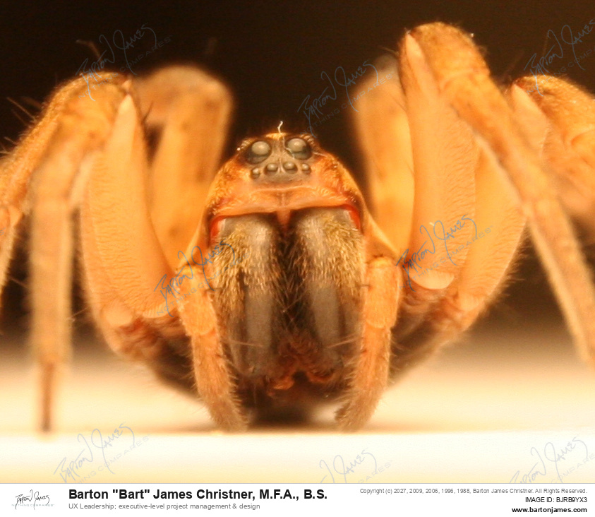 20110925 WILDLIFE 32Woodstone Wolf Spider PHOTO