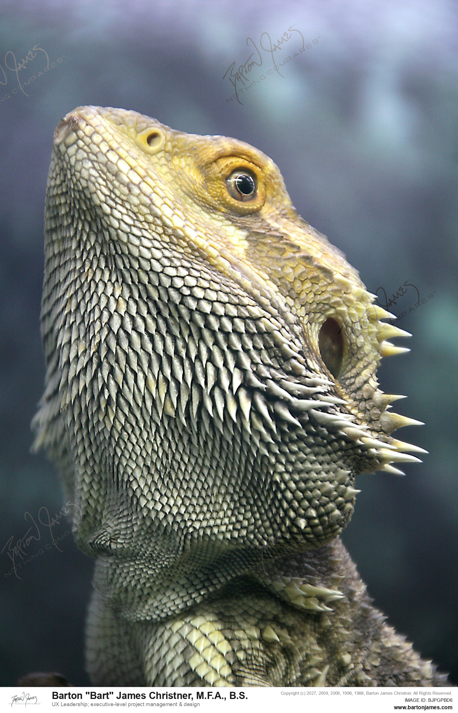 20140723 WILDLIFE Wet Pets Bearded Dragon PHOTO
