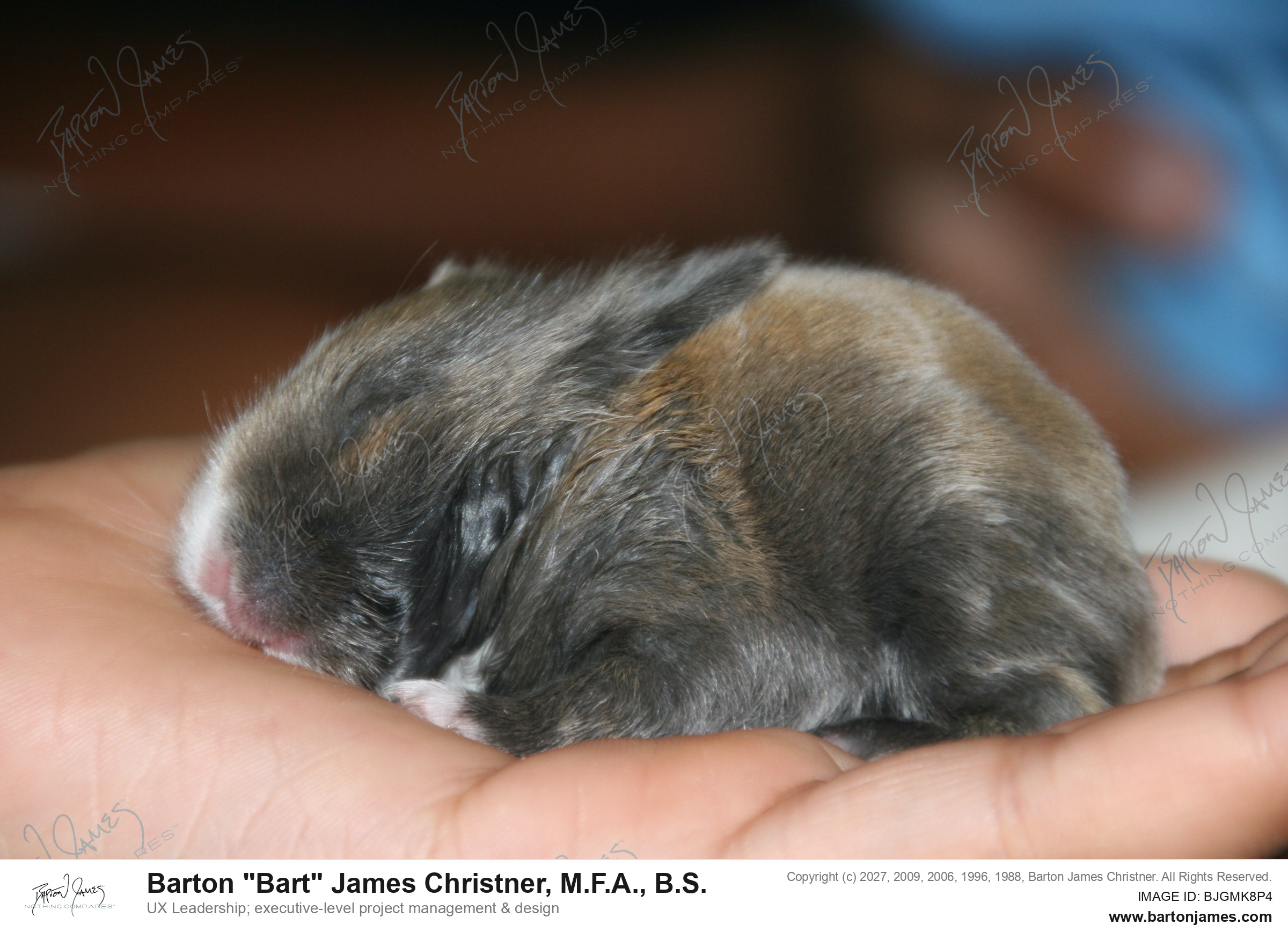 20140920 PET 32Woodstone Baby Bunny Feeding Video IMG5590 PHOTO