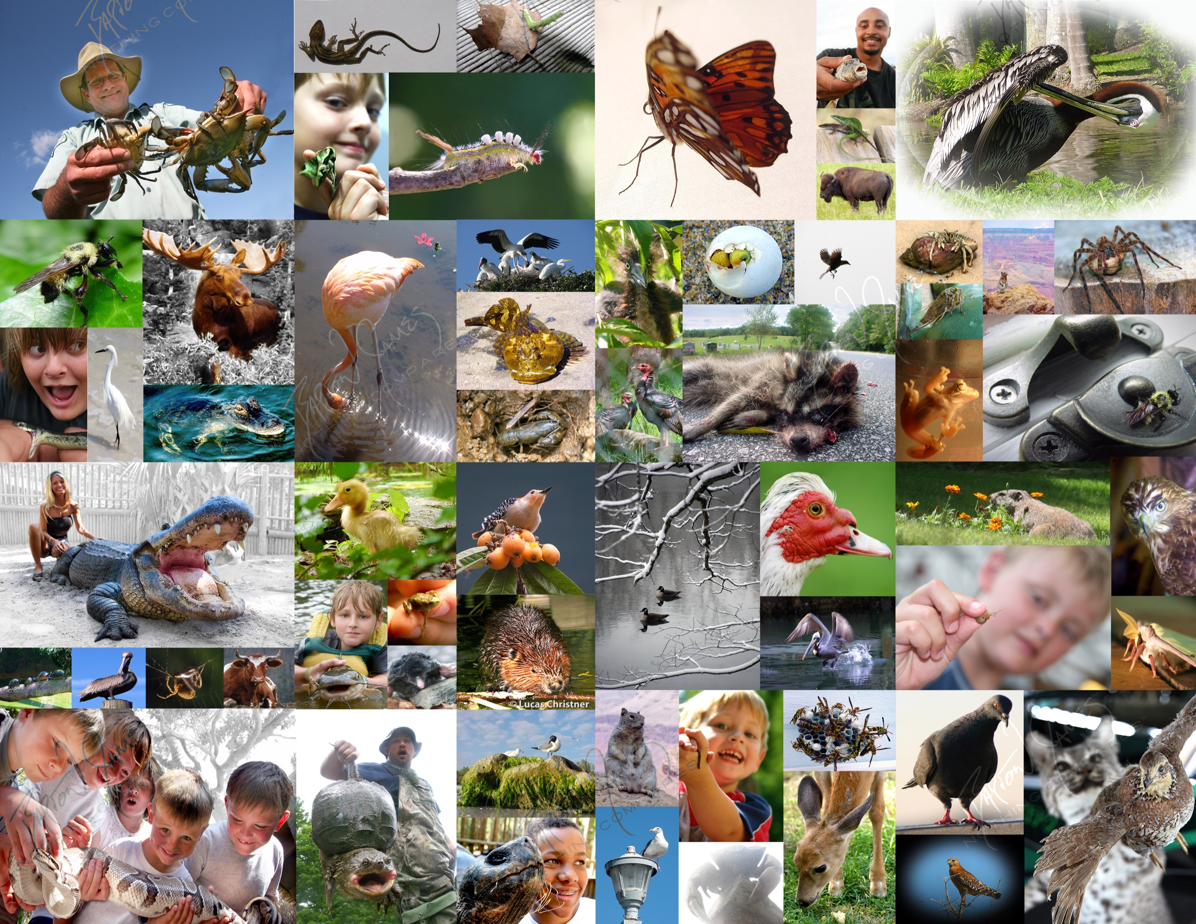 D1 Wildlife: a collage of the work in this chapter