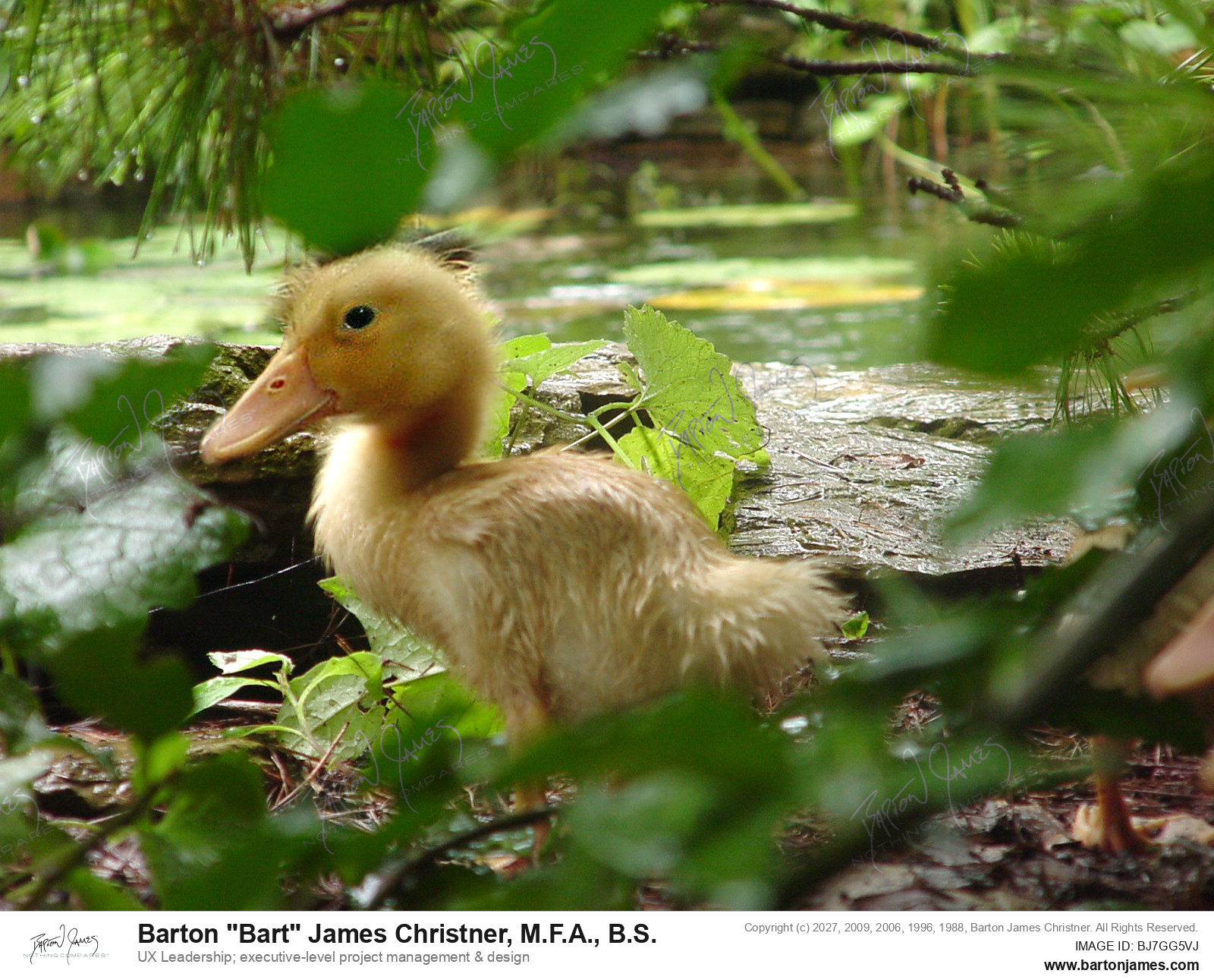 20020706 WILDLIFE HHPond Baby Yellow Ducks PHOTO