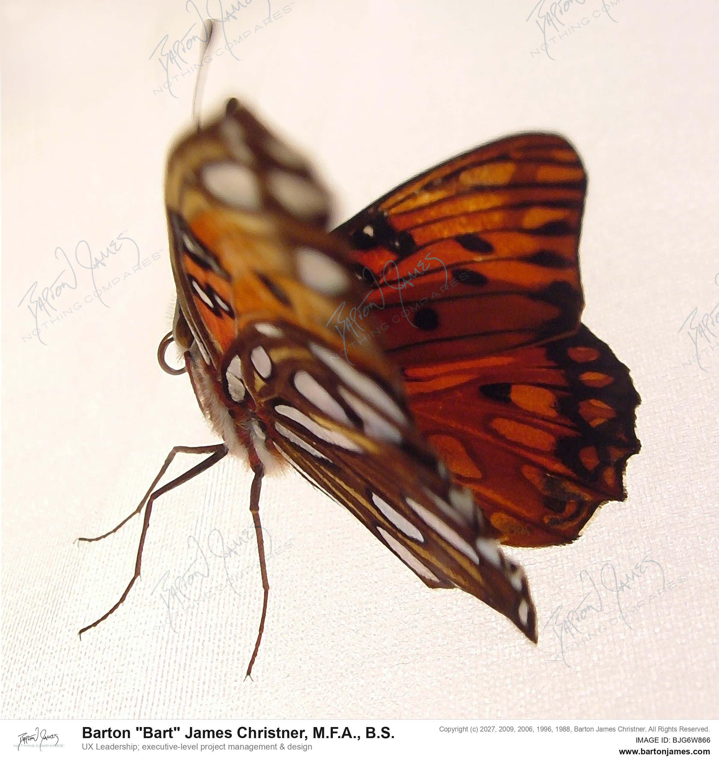 20030201 G0Px Monarch Newbie PHOTO