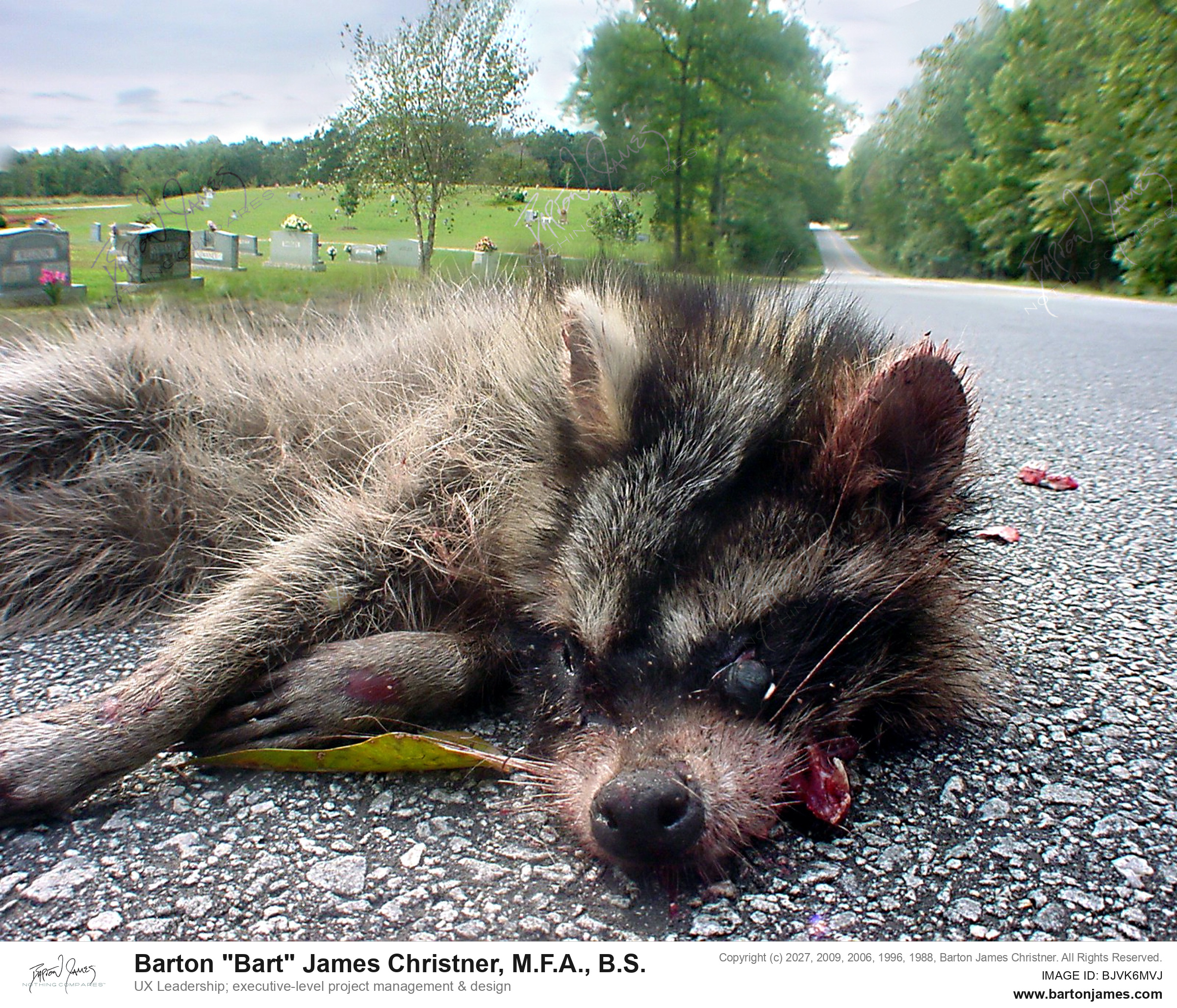 20030201 G0Px Raccoon Toll PHOTO