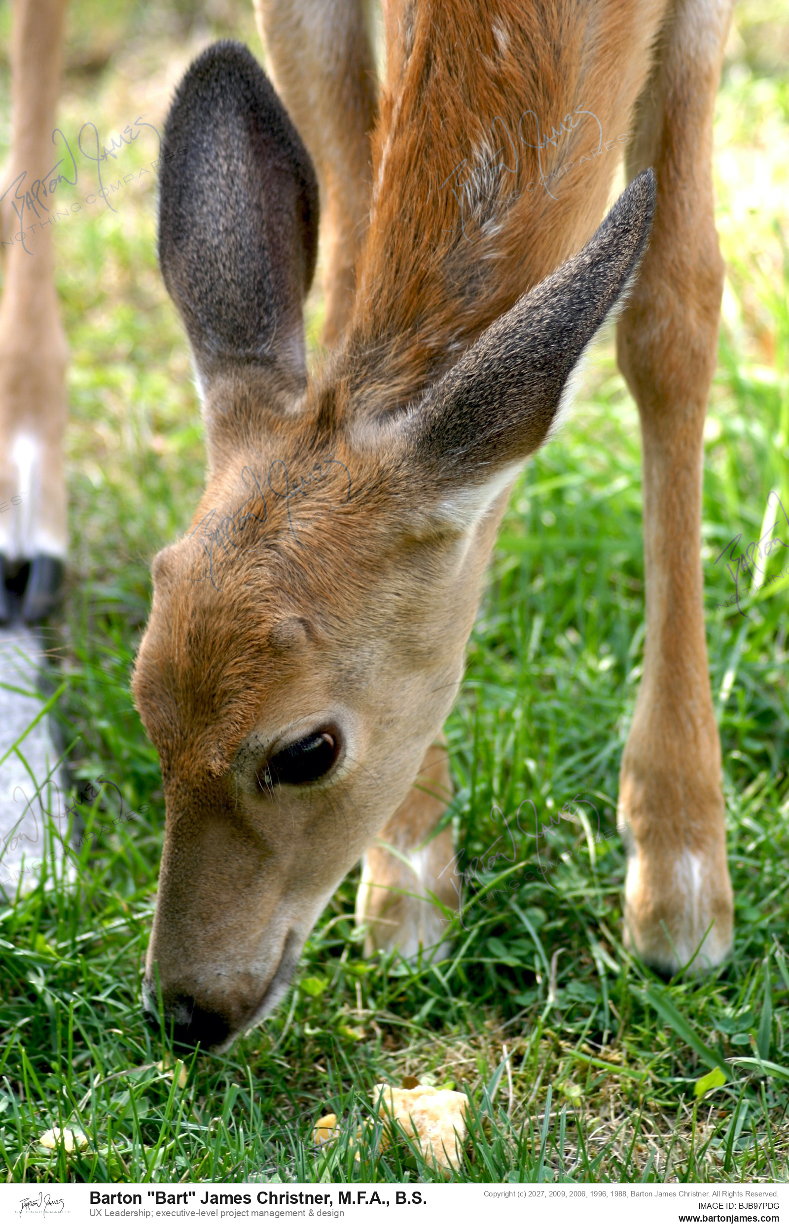 20050920 WILDLIFE Washington Cemetary Deer PHOTO
