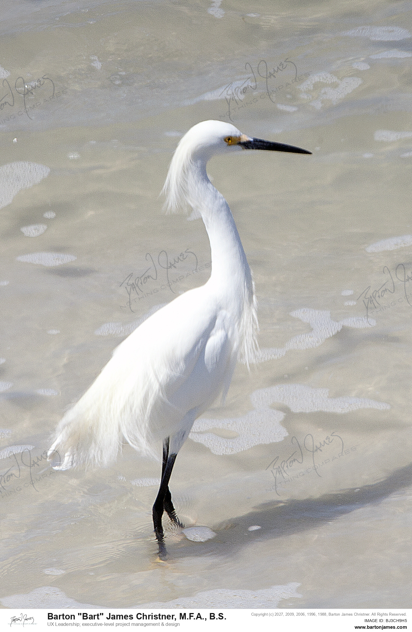 20070415 WILDLIFE Ponce Inlet Light House Beach Cat Strickland Pete Papaura IMG4905 PHOTO