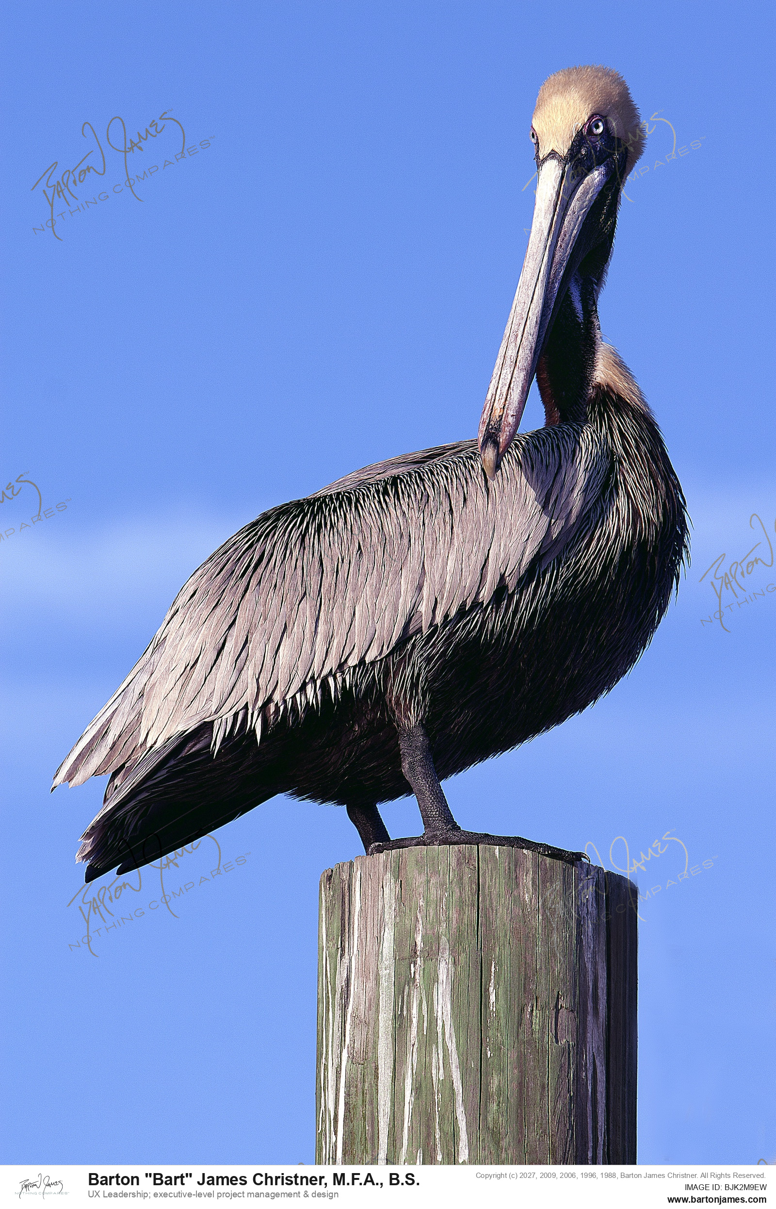 20070415 WILDLIFE Ponce Inlet Light House Beach Cat Strickland Pete Papaura IMG4930 PHOTO