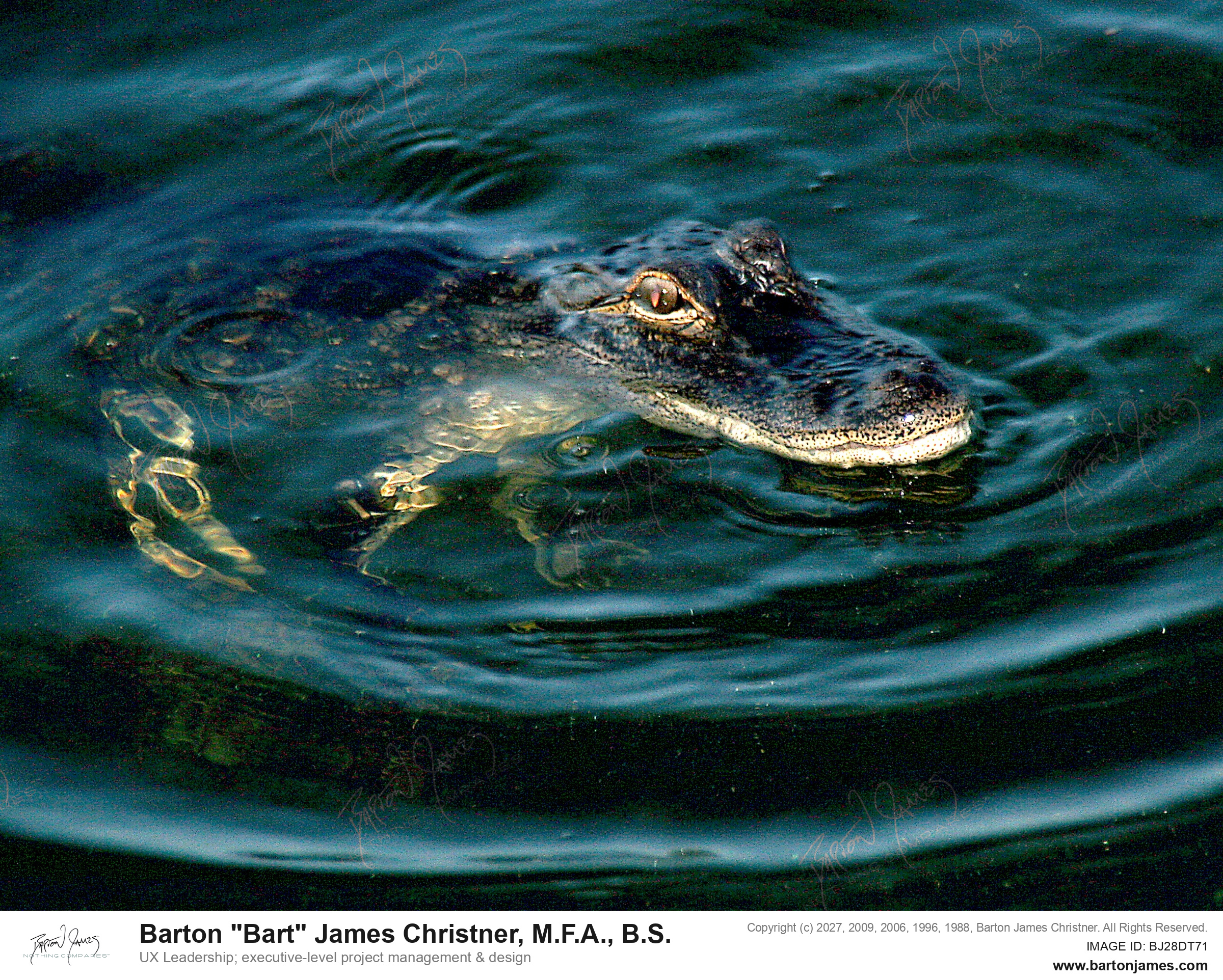 20070608 WILDLIFE Windermere Summer Port Deck Bird Ali Gator Connor Kaitlyn Cat PHOTO