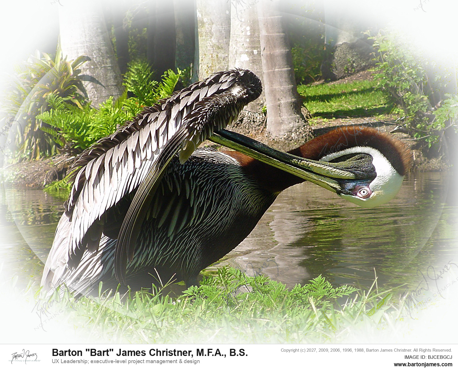 20100129 WILDLIFE DSC03295 PHOTO