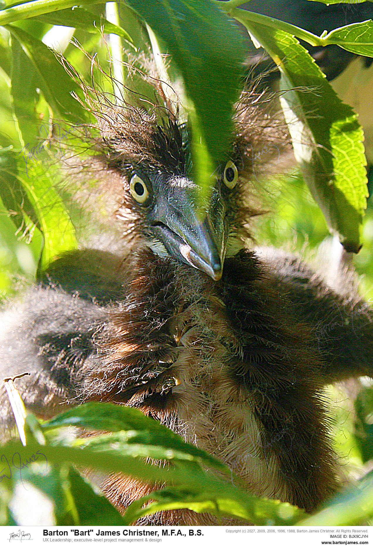 20100129 WILDLIFE IMG 0226 PHOTO