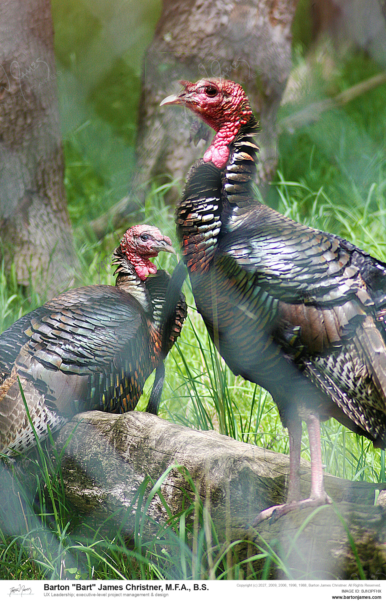 20100129 WILDLIFE IMG 2036 PHOTO