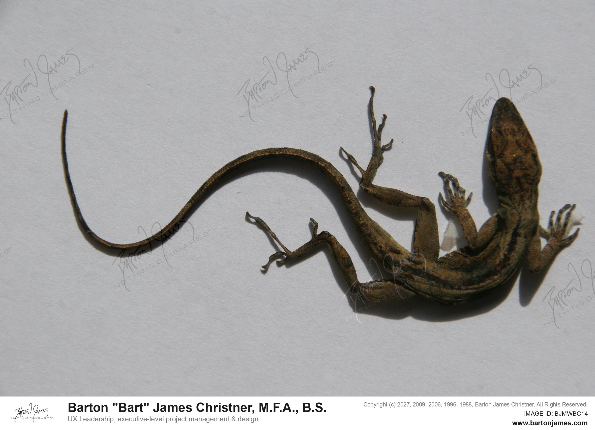 20111007 WILDLIFE 32Woodstone Chameleon Curves Dead IMG5217 PHOTO