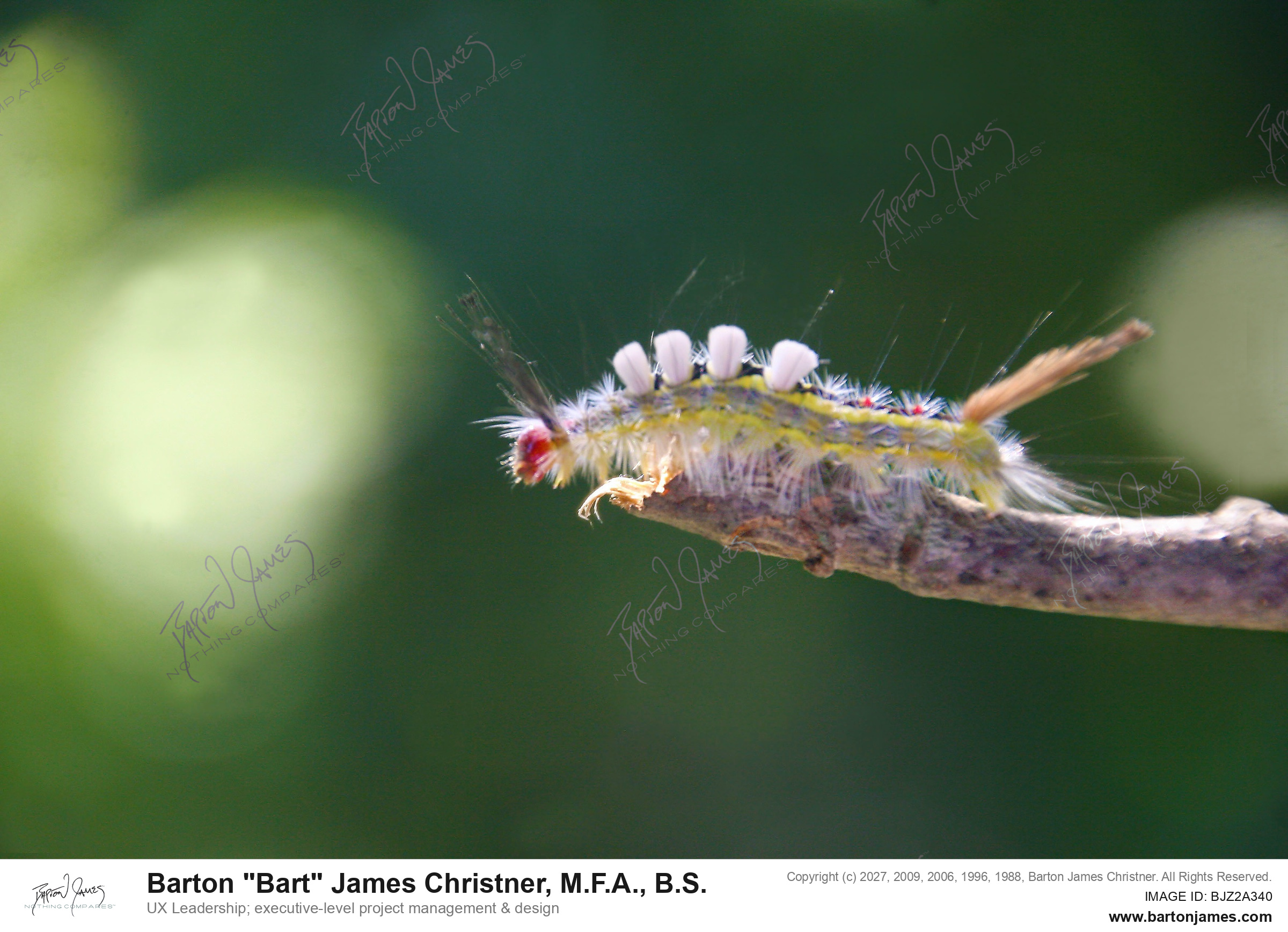 20130829 WILDLIFE CDACaterpiller White Marked Tussock Moth PHOTO