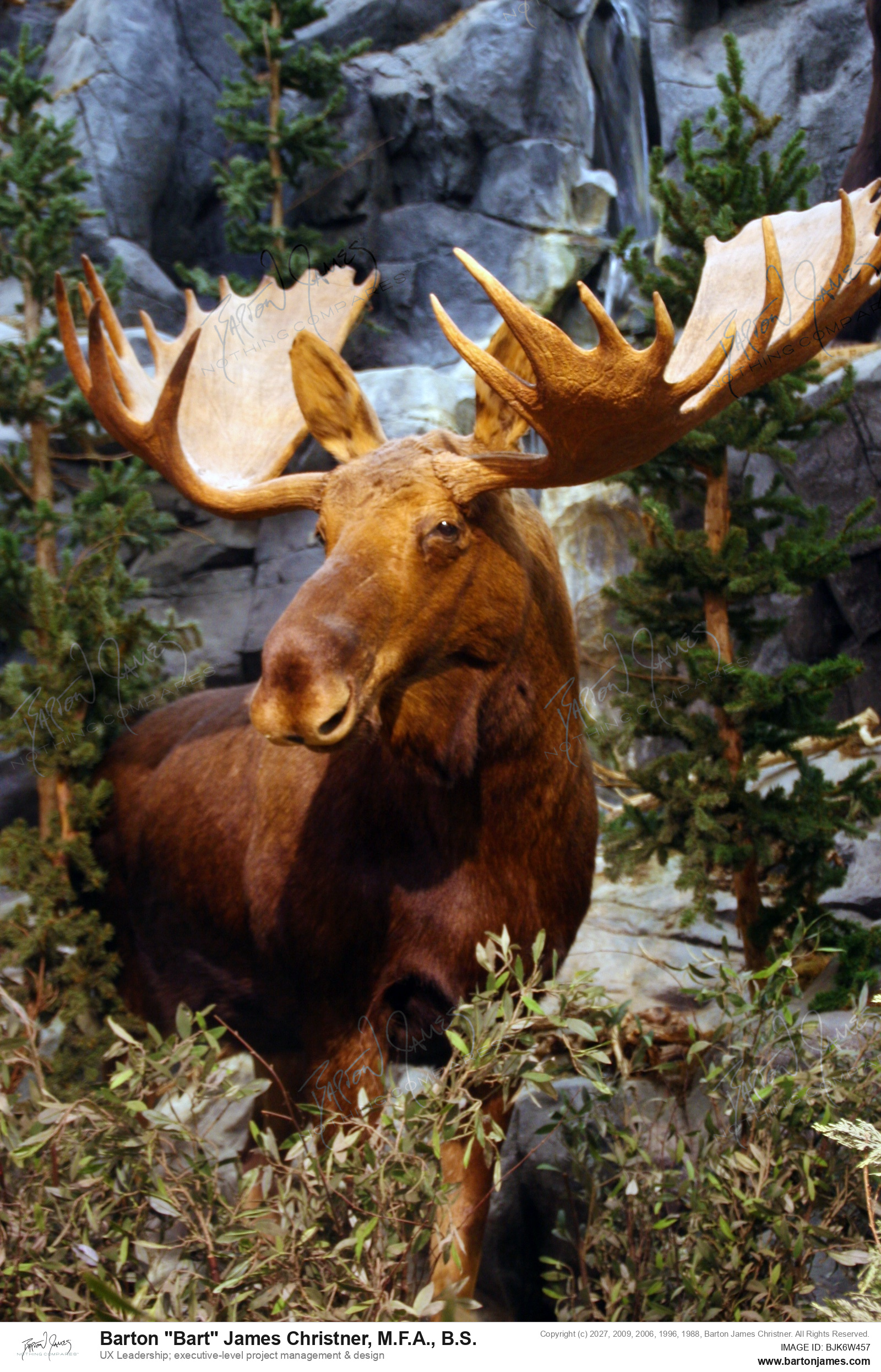 20131208 WILDLIFE Cabellas West Virginia PHOTO