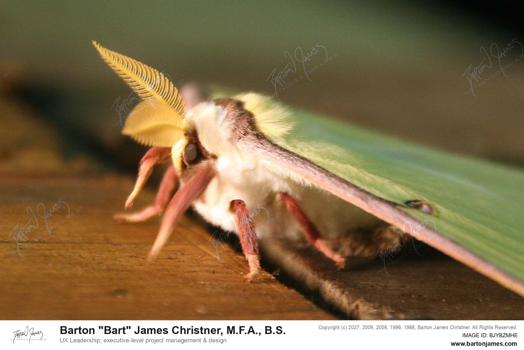 20140723 WILDLIFE Wet Pets Green Swallow Tail Moth PHOTO
