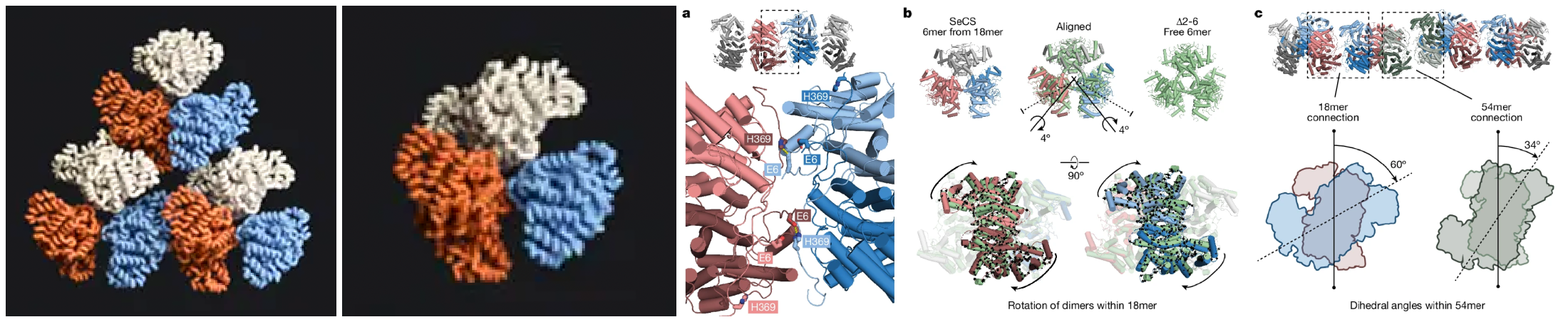 20240412 GERMANY BACTERIAL PROTEIN FORMS SIERPINSKI TRIANGLE
