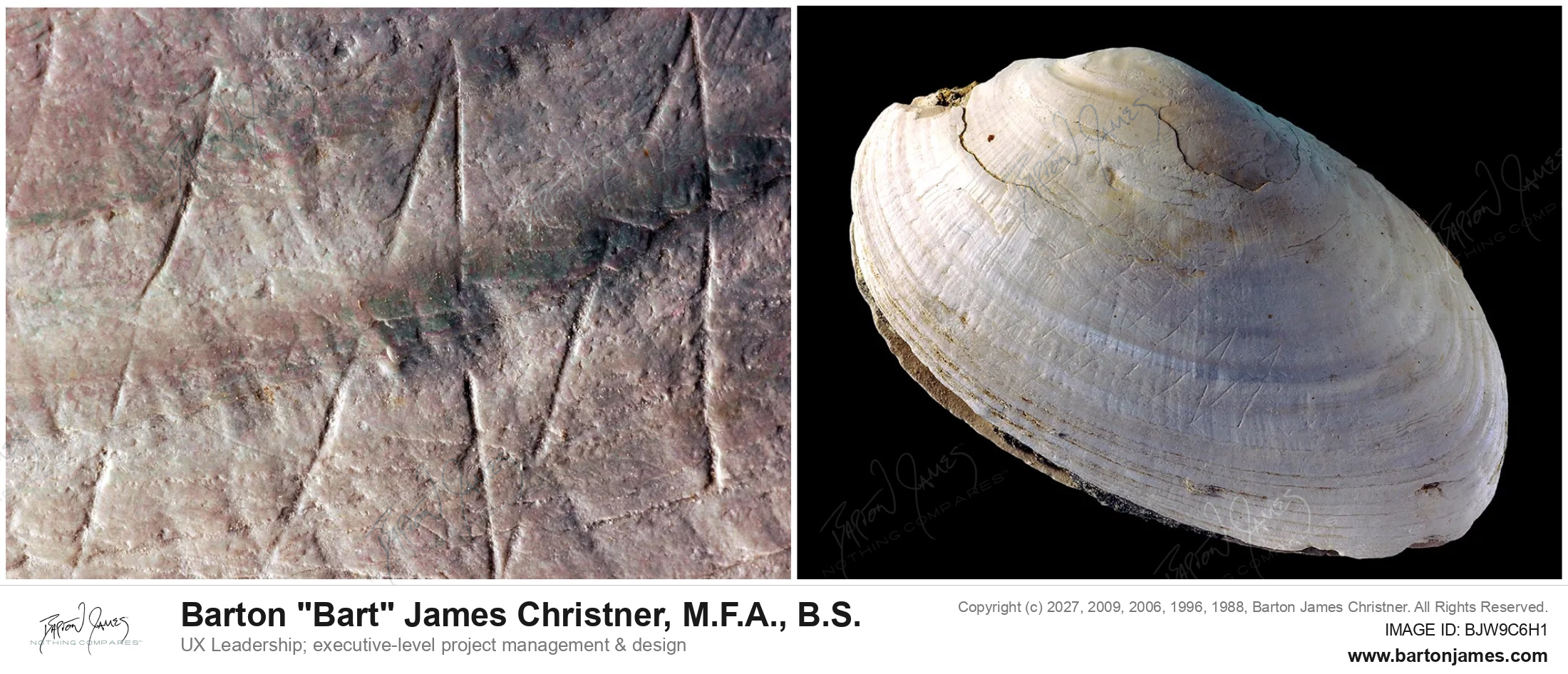 430000 BC INDONESIA TRINIL PSEUDODON SHELL ENGRAVING